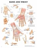 Hand and Wrist Anatomical Chart