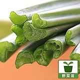 ネギニラなかみどり3号ポット3株セット[TV東京モーニングサテライト・はなまるマーケットで放映！]