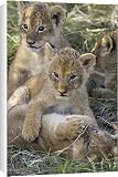 Canvas Prints of Lion - 4 week old cubs playing from Ardea