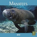 Manatees 2010 Square Wall