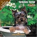 Yorkshire Terrier Puppies 2008 Wall Calendar