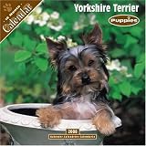 Yorkshire Terrier Puppies 2008 Wall Calendar