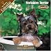 yorkshire terrier - Yorkshire Terrier Puppies 2008 Wall Calendar