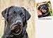 Labrador Retriever Dog Drink Coasters - Black