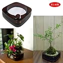 e-Bonsai（イーボンサイ）5個セット[幅14.5cm･高さ5cm][自動給水鉢] [ミニ寄せ植え・ミニ盆栽に][20%引!][まとめ割]