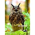 Entdecke die Eulen