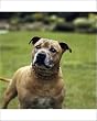 staffordshire bull terrier coat