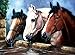 Royal & Langnickel Painting by Numbers Junior Large Art Activity Kit, Three of a Kind