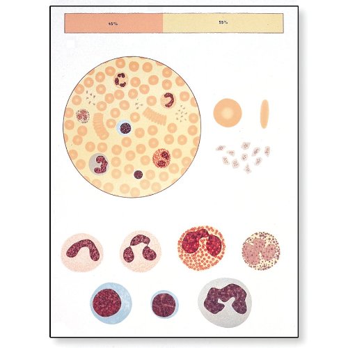 3B Scientific The Blood I Anatomical Composition Chart, Oversize Poster