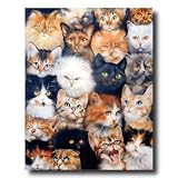 Cat Kittens Kitty Collage Kids Room Wall Picture 16x20 Art Print