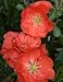 Double Take Orange Storm Flowering Quince - Chaenomeles - Proven Winners