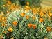 California Poppies Surround a Prickly Pear Cactus Photographic Poster Print by Rich Reid, 12x16