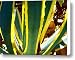 Backlit Agave Americana 2 Canvas Print / Canvas Art - Artist Amy Vangsgard