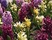 Spring Flowers - 24