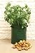 Potato Planter Bag