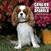 Cavalier King Charles Spaniel 2009 Calendar