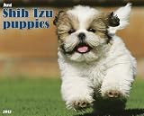 Shih Tzu Puppies 2012 Calendar (Just (Willow Creek))