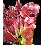 Purple Pitcher Plant 50 Seeds - Carnivorous -Sarracenia
