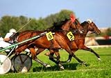 Harness Racing - 12