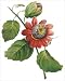 Passion Flower (bot. Passiflora alata) Art Print Poster by Pierre-Joseph Redoute