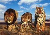 Raubkatzen - Tiger, Löwe und Jaguar (b) Mini-Poster (50 x 40cm)