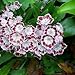 50 MOUNTAIN LAUREL White Pink Red Kalmia Latifolia Shrub Bush Seeds * Comb S/H