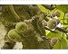 Photographic Prints of A wild fig, in fruit from Ardea Wildlife Pets