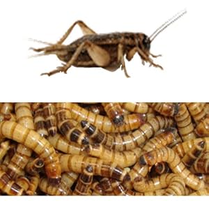 250 Live Superworms and 250 Live Crickets any size-Combo