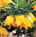 ONE Fritillaria Imperialis Lutea Bulb