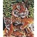 10 Inch x12 Inch Pencil By Number Kit - Tiger & Cubs