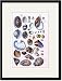 Black Framed/Matted Print 17x23, Shells: Gasteropoda and Trachelipoda