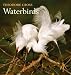 Waterbirds