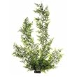 Floating Adiantum - Giant - 36 in.