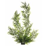 Floating Adiantum - Giant - 36 in.