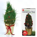 Growing Grass Christmas Tree Reviews 51GfPZ7EG1L. SL160 Growing Grass Christmas Tree Reviews