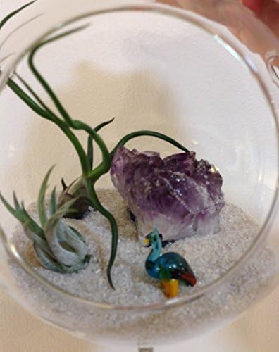 Air Plant Kit for hanging in multiple rooms throughout the home. Raw Druzy Quartz Amethyst Cluster & Glass Blown Peacock. Globe has a bottom hook.