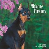 Miniature Pinschers 2009 Wall Calendar 12 X 12