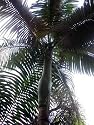 King Palm 12 Seeds - Alexandra Palm - Archontophoenix