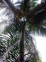 King Palm 12 Seeds - Alexandra Palm - Archontophoenix