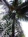 King Palm 12 Seeds - Alexandra Palm - Archontophoenix