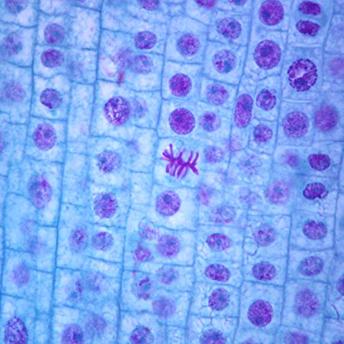 Onion Mitosis Slide, l.s., 10 m, Quadruple Stain