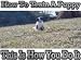 How To Train A Puppy - This Is How You Do It