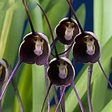 かなりレア黒猿顔オーキッド植物種子パティオと庭の植物鉢植えの蘭の花の種猿顔ドラゴンズ120個