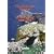 The St Kilda Story/Wildlife Of St Kilda [DVD]