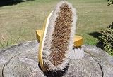 LEGENDS Union Fiber Curved Grooming Brush