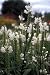 White Obedient Perennial Physostegia 4 Plants