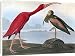Canvas Prints of AUDUBON SCARLET IBIS. Scarlet ibis (Eudocimus ruber) by John James Audubon for from Granger Art on Demand