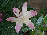 Amazon / Hirts: Bulb; Lily: Marlene Asiatic Lily - 2 Bulbs - Soft Pink