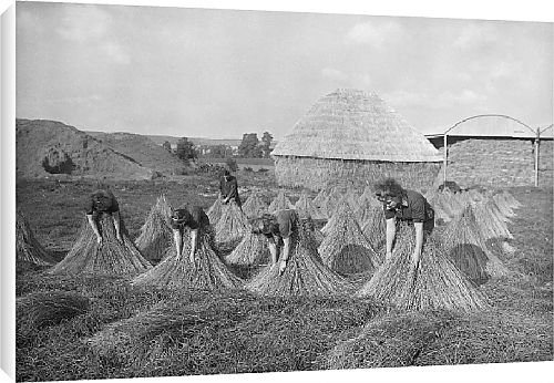 Canvas Prints of Flax Harvest from Country Life 