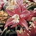 Orchids 2009 Wall Calendar 12 X 12